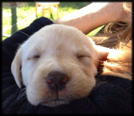 Yellow Labrador Puppies